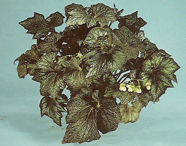 B. ‘Alice’